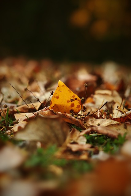 天赋吸引了 天赋吸引了